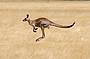 Wild male Eastern-grey Kangaroo at full stride