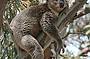 Buck - hot wild male koala